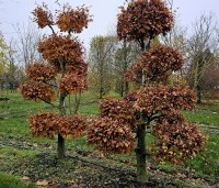 Fagus sylvatica - Groene beuk - november 2023