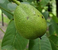 Juglans regia 'Bella Maria' - Walnoot 'Bella Maria' - 1