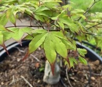 Acer palmatum 'Tsumabeni' - Acer palmatum 'Tsumabeni' Japanse kleinbladige esdoorn - 1