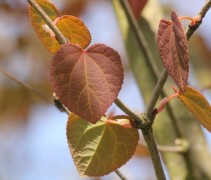 cercidiphyllum japonicum, blad