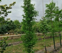 Ginkgo biloba 'Obelisk'