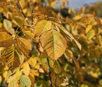 Maackia amurensis - Amur kurkboom - 2