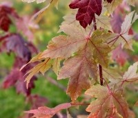 Acer x freemanii 'Autumn Blaze' - Acer x freemanii 'Autumn Blaze' - 3