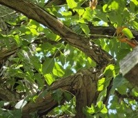 Campsis radicans - Trompetklimmer - 3
