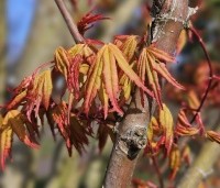 Acer palmatum 'Ueno Yama' - Japanse Esdoorn 'Ueno Yama' - voorjaar
