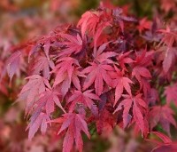 Acer palmatum - Japanse Esdoorn - 4