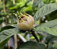 Mespilus germanica 'Westerveld' - Mespilus germanica 'Westerveld' - 1