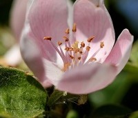 Mespilus germanica 'Westerveld' - Mespilus germanica 'Westerveld' - 2