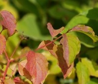 Cornus sanguinea 'Midwinter Fire' - Kornoelje 'Midwinter Fire' - 3