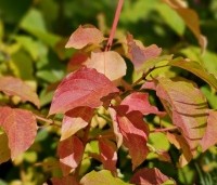 Cornus sanguinea 'Midwinter Fire' - Kornoelje 'Midwinter Fire' - 2