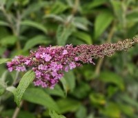 Buddleja davidii 'Pink Delight' - Vlinderstruik 'Pink Delight' - 1