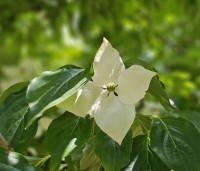 Cornus kousa - Japanse grootbloemige Kornoelje - 1