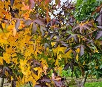 Liquidambar styraciflua 'Palo Alto' - Amberboom 'Palo Alto' - 7