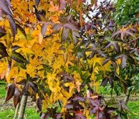 Liquidambar styraciflua 'Palo Alto' - Amberboom 'Palo Alto' - 5