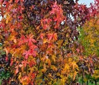 Liquidambar styraciflua 'Palo Alto' - Amberboom 'Palo Alto' - 4