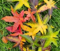 Liquidambar styraciflua 'Palo Alto' - Amberboom 'Palo Alto' - 6