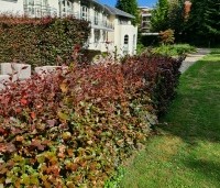 Fagus sylvatica 'Atropunicea' - Rode beuk - 1