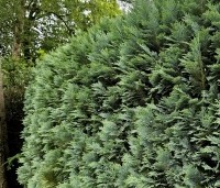 Chamaecyparis lawsoniana 'Columnaris' - Blauwe Californische cypres - 1