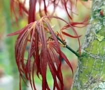 Acer palmatum 'Linearilobum'