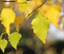 Betula pendula 'Golden Cloud' herfst