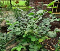 Corylus avellana