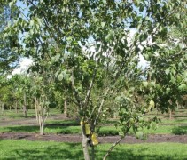 Prunus domestica 'Opal'