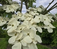 Cornus kousa 'Venus' - Japanse grootbloemige kornoelje ‘Venus' - 6