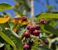 Amelanchier arborea 'Robin Hill' - Amerikaans krentenboompje - rijpe krenten eind juni