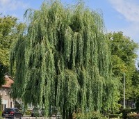 Salix sepulcralis 'Chrysocoma' - Treurwilg - 1