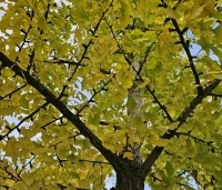 Ginkgo biloba - Japanse Notenboom - 1