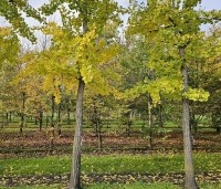 Ginkgo biloba - Japanse Notenboom - 2