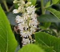 Clethra alnifolia 'Hummingbird' - Schijnsels 'Hummingbird' - 3