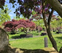 Acer palmatum 'Garnet' - Japanse esdoorn 'Garnet' - mei 2026