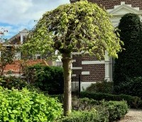 Ulmus 'Camperdownii' - Prieel-iep - 2