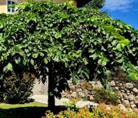Ulmus 'Camperdownii' - Prieel-iep - 3