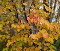 Cercidiphyllum japonicum  - Katsuraboom - 3