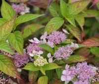 Hydrangea serrata 'Bluebird' - Hortensia met kleine randbloemen - 1