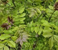 Fraxinus excelsior - Es - uitloop jong blad