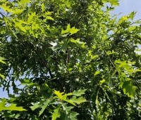 Quercus palustris - Moeraseik - 1