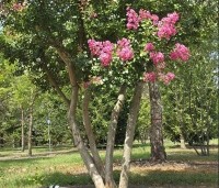 Lagerstroemia indica 'Rosea' - Indische sering - 2