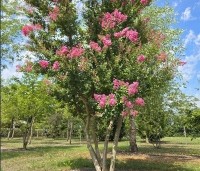 Lagerstroemia indica 'Rosea' - Indische sering - 1