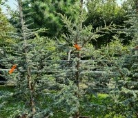 Cedrus libani 'Silberspitz' - Ceder 'Silberspitz' - 2