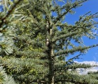 Cedrus libani 'Silberspitz' - Ceder 'Silberspitz' - 1