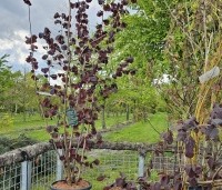 Corylus avellana 'Rote Zellernote' -  Hazelnoot 'Rote Zellernote' - 3