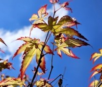 Acer palmatum 'Tsumabeni' - Acer palmatum 'Tsumabeni' Japanse kleinbladige esdoorn - 2