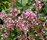Syringa bloomerang  'Pink Perfume' - Sering 'Pink Perfume'   - bijna uitgebloeid