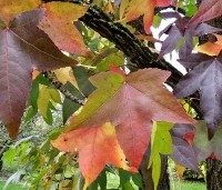 Liquidambar styraciflua - Amberboom - 2