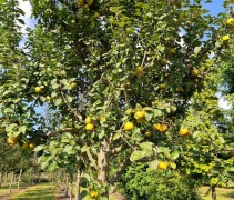 Malus domestica 'Reinette Grise'