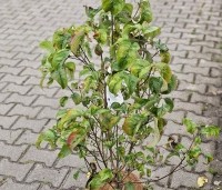 cornus florida - cornus florida - 1