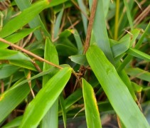 Fargesia 'Rufa'